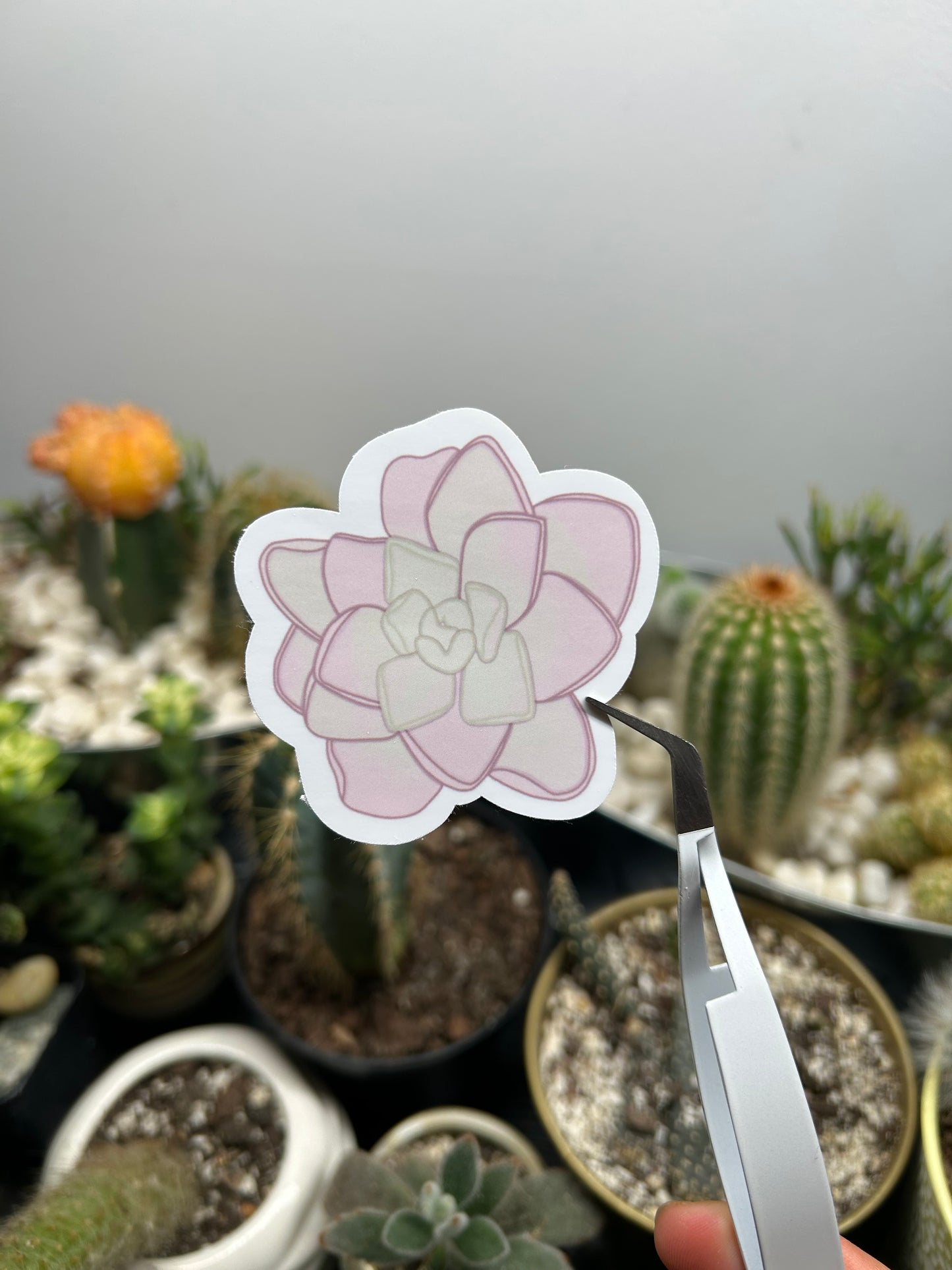 Pink Pinguicula Sticker
